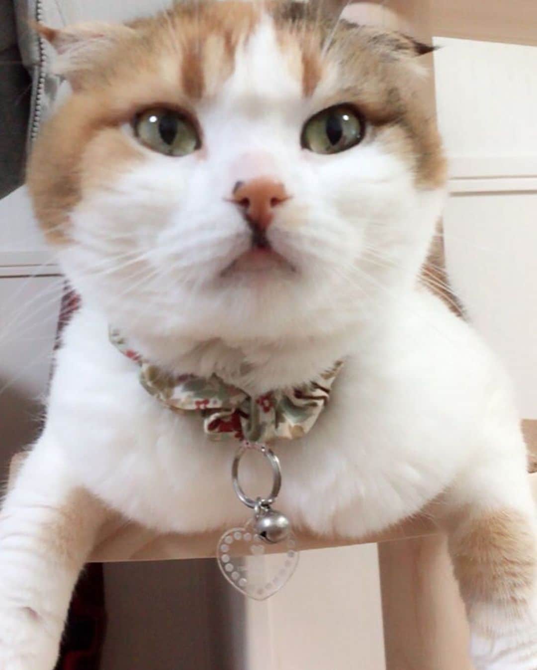 及川奈央さんのインスタグラム写真 - (及川奈央Instagram)「‪2020.2.22 22:22‬ ‪#猫の日 ということで‬ ‪愛猫、みく♡6がつで15さい‬ 愛猫、ラン♡7がつで15さい 大切な家族。Thank you いつまでも健康で長生きしてね。love」2月22日 22時22分 - naooikawa