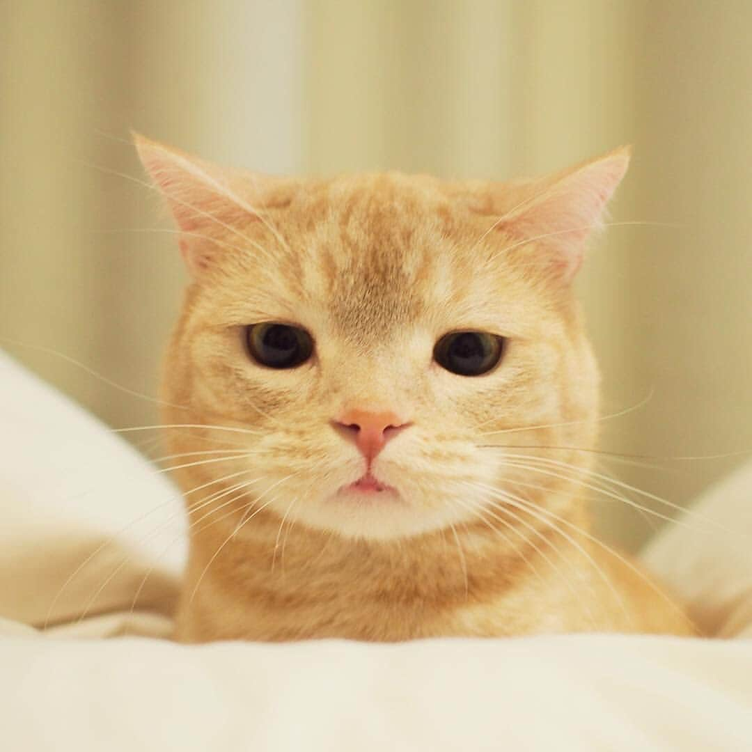 ぷーさんのインスタグラム写真 - (ぷーInstagram)「今日はスーパー猫の日🐈 . 令和2年2月22日22:22 . #20200222 #猫に感謝の日 #いつもありがとう」2月22日 22時28分 - pooh0403