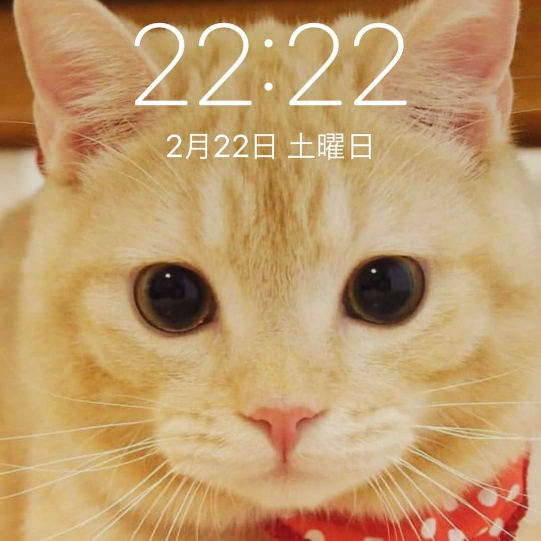 ぷーのインスタグラム：「今日はスーパー猫の日🐈 . 令和2年2月22日22:22 . #20200222 #猫に感謝の日 #いつもありがとう」