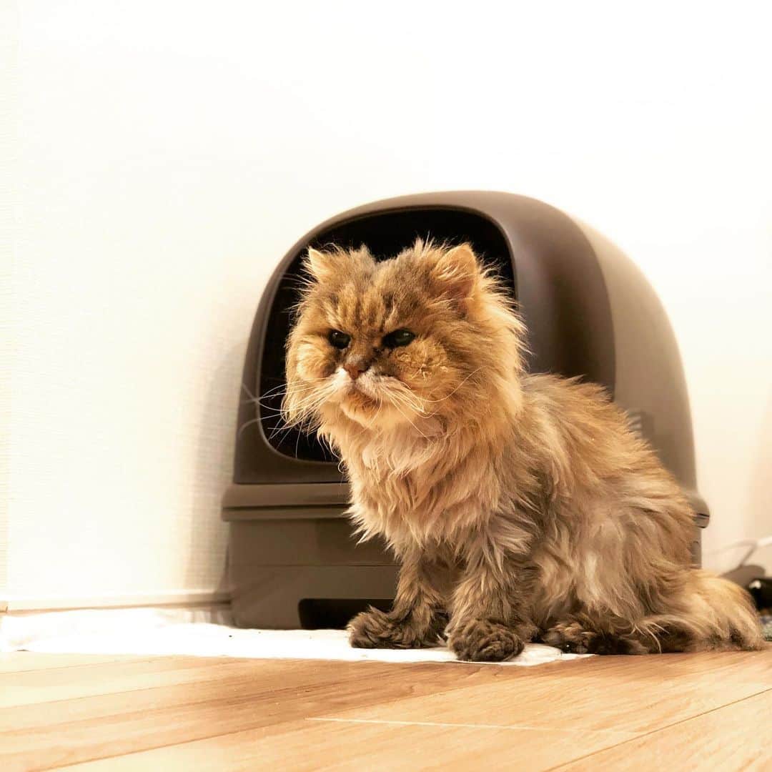 加山徹のインスタグラム：「今年23歳になった愛猫アブー様！ 見た目もだいぶ年取った！ でも、それはもはや風格だ！ もう毛繕いも出来ないし、きっと耳もほとんど聴こえない。視力もこの1年でだいぶ衰えたよね。でもまだまだ元気！トイレだって失敗しない！ 毎日のくっさいモリモリう◯ち！カッコいいぞ！ 君のその勇姿にどれだけの癒しと勇気をもらって来たか！まだまだ頑張れ！ずっと一緒だぞアブー様！  #愛猫 #アブー #猫 #猫のいる暮らし #にゃんすたぐらむ #ねこすたぐらむ #にゃんにゃんにゃんの日 #猫の日 #2月22日 #老猫 #女の子 #23歳 #まだまだ元気 #ずっと一緒 #加山徹」