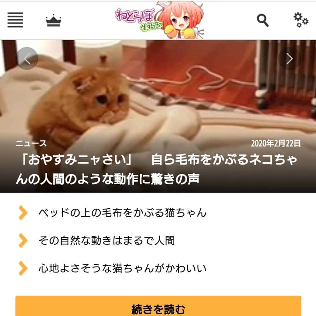猫山田 Ａ. きなこさんのインスタグラム写真 - (猫山田 Ａ. きなこInstagram)「🐾 ころりんこニュースでち 🐾 AKUBI was featured in the funny news. 🐾 #あくびでち あくびのころりんこが スーパーにゃんこデーに ニュースになったでちよ🎵 にゃっふぅ～～～でちぃ～🙌 🐾 #令和2年2020年2月22日22時 #猫の日 #にゃんにゃんにゃんの日  #ねとらぼさんの記事になる 「ニュース」や「驚きの声」に爆笑 ねとらぼさんカワイイ記事を ステキな日にち＆時間に掲載 ありがとうございました🙌🙌🙌 #きりり小顔でお礼のご挨拶 🐾 https://nlab.itmedia.co.jp/nl/spv/2002/20/news088.html 🐾 #にゃんすたぐらむ #ねこ部 #ねこすたぐらむ #にゃんだふるらいふ #ピクネコ #picneko #みんねこ #ペコねこ部 #ねこのいる生活 #catsofinstagram #catstagram #catlover #ilovemycat #catloversclub #catsofworld #catsofday #meowed #bestmeow #pleasantcats #pecotv #club_of_cats」2月22日 22時39分 - 20160121kinako
