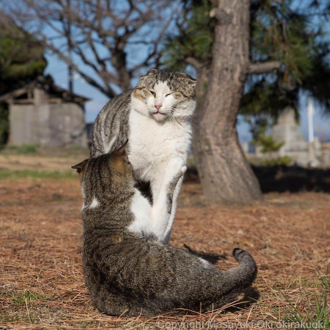 Masayukiさんのインスタグラム写真 - (MasayukiInstagram)「こわくて近づけない。  おはようございます。 Good morning from Tokyo Japan ☀️ #cat #ねこ」2月23日 8時42分 - okirakuoki