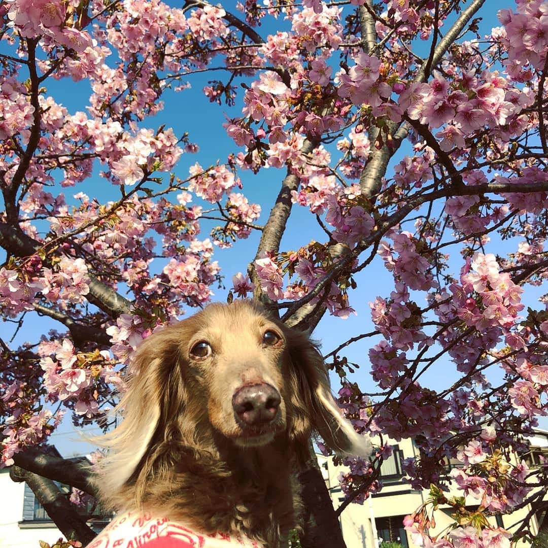 くるみんのインスタグラム：「* 散歩で寄った公園に、河津桜が咲いていた🌸 * #ミニチュアダックスフンド #ミニチュアダックスフント #ミニチュアダックス #イザベラタン #イザベラ #ダックス多頭飼い #ダックスフント #ダックス部 #ダックス大好き #ダックスフンド #ダックス #わんこなしでは生きていけません会 #いぬばか部 #いぬすたぐらむ #短足部 #河津桜 #all_dog_japan #east_dog_japan #dachshundgram #dachshund_feature #dachshund #dachs #dogstagram #instagramdog #instadachs #inustagram #kyounodachs #todayswanko #7pets_1day #春」