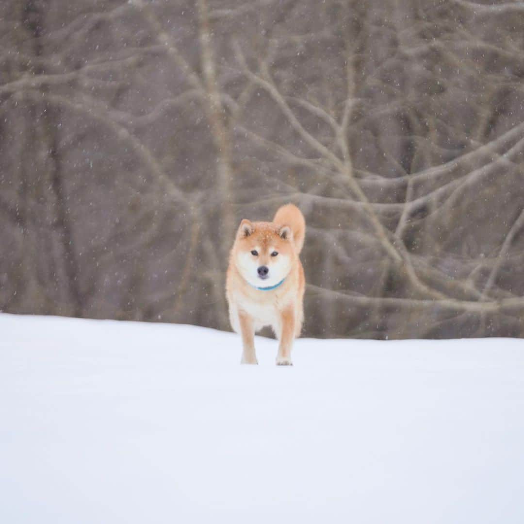 まる（まるたろう）さんのインスタグラム写真 - (まる（まるたろう）Instagram)「Here is snow park!✨🐶⛄️✨雪だ！今年は雪が少ないから連れてきてくれたの😍 #雪を求めて三千里  #秘境まできちまっただ #秘境グンマー」2月23日 9時19分 - marutaro