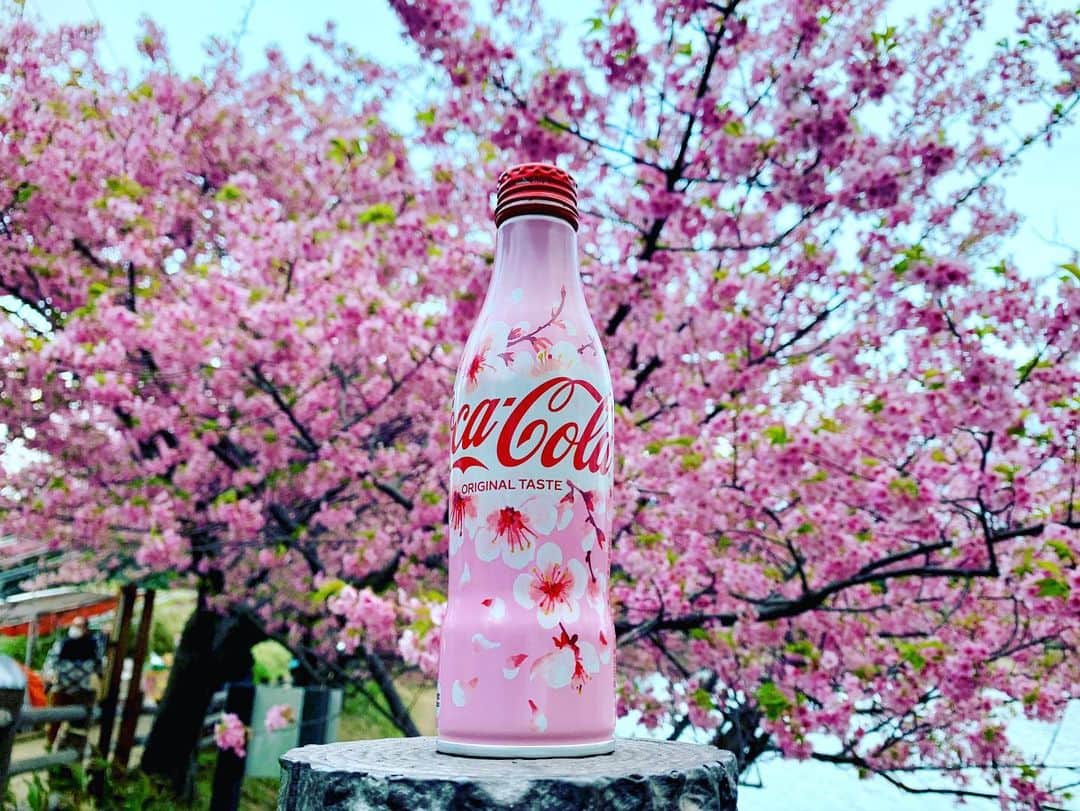 椿隆之さんのインスタグラム写真 - (椿隆之Instagram)「It's time to see the cherry blossoms！ #桜　#cola  #sakura  弟が撮った笑」2月23日 9時58分 - kibatsu3