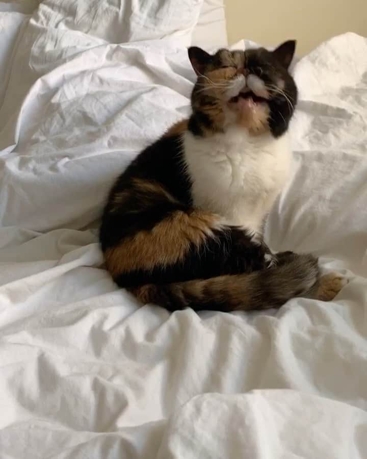 Pudgeのインスタグラム：「How pudge asks for scratches ✨ #pudgespeaks #pudgethecat」