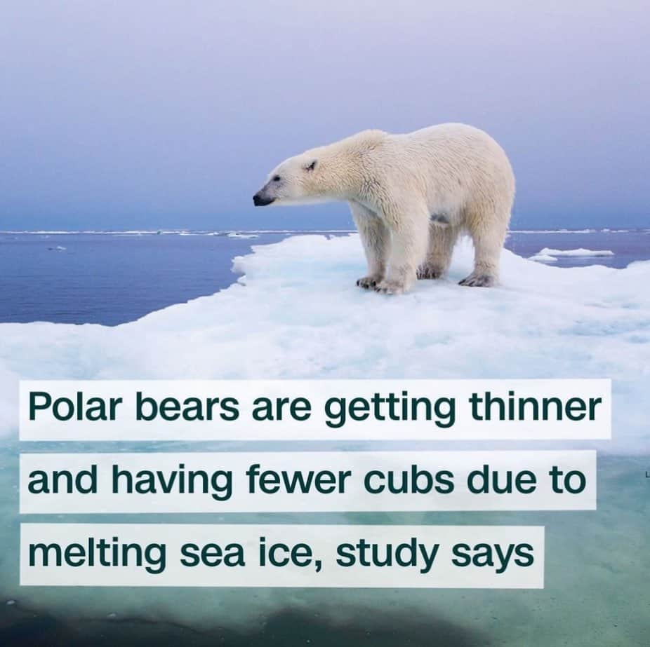 レオナルド・ディカプリオさんのインスタグラム写真 - (レオナルド・ディカプリオInstagram)「From @cnnclimate: Polar bears rely on sea ice for nearly every aspect of their survival, and with ice beginning to melt earlier in the season, these animals are becoming thinner and having fewer cubs, according to a new study. Polar bears “are an icon of climate change, but they're also an early indicator of climate change because they are so dependent on sea ice,” writes Kristin Laidre, the study’s author and a professor at the University of Washington. Polar bears are considered a vulnerable species, one level below "endangered." Their future, the researchers write in their findings, depends on scientists' ability to predict how climate change will continue to impact the bears. (📸:Paul Souders/Getty Images)」2月23日 1時39分 - leonardodicaprio