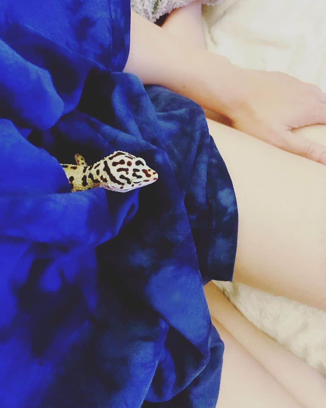 のインスタグラム：「🦎「人肌ぬくい♨️」 #脇の下の隙間がお気に入り  #肩の上で💩した後のこの落ち着き #一緒におそ松さん5話を観賞 #安心してください履いてますよ」
