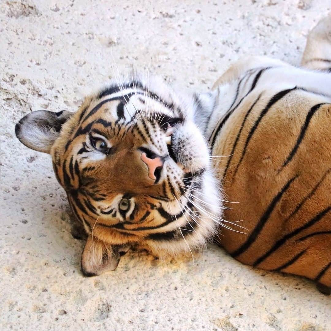 San Diego Zooさんのインスタグラム写真 - (San Diego ZooInstagram)「Don't scroll past without giving Cinta some digital pats.  A recent study published by San Diego Zoo Global researchers found that tiger product use for medicine, such as tiger bone glue, is relatively pervasive. These findings will guide our efforts to change behavior and reduce demand for tiger products. 📷 Liz Sauer」2月23日 2時56分 - sandiegozoo