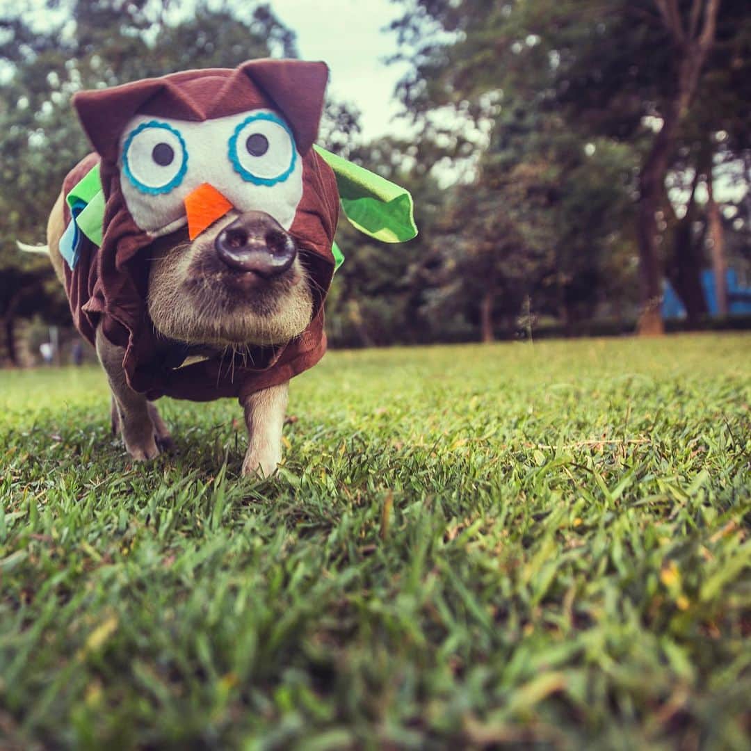 Jamonのインスタグラム：「Today starts #carnaval2020 in Brazil a nd I’ll post here until Wednesday the costumes I love the most. #carnajamon  Pic @edueuka  As this #owlpig day in @parquedoibirapuerasp  #oldtimes #jamonthepig #pig #pigs #pet #pets #petsofinstagram #pigsofinstagram」