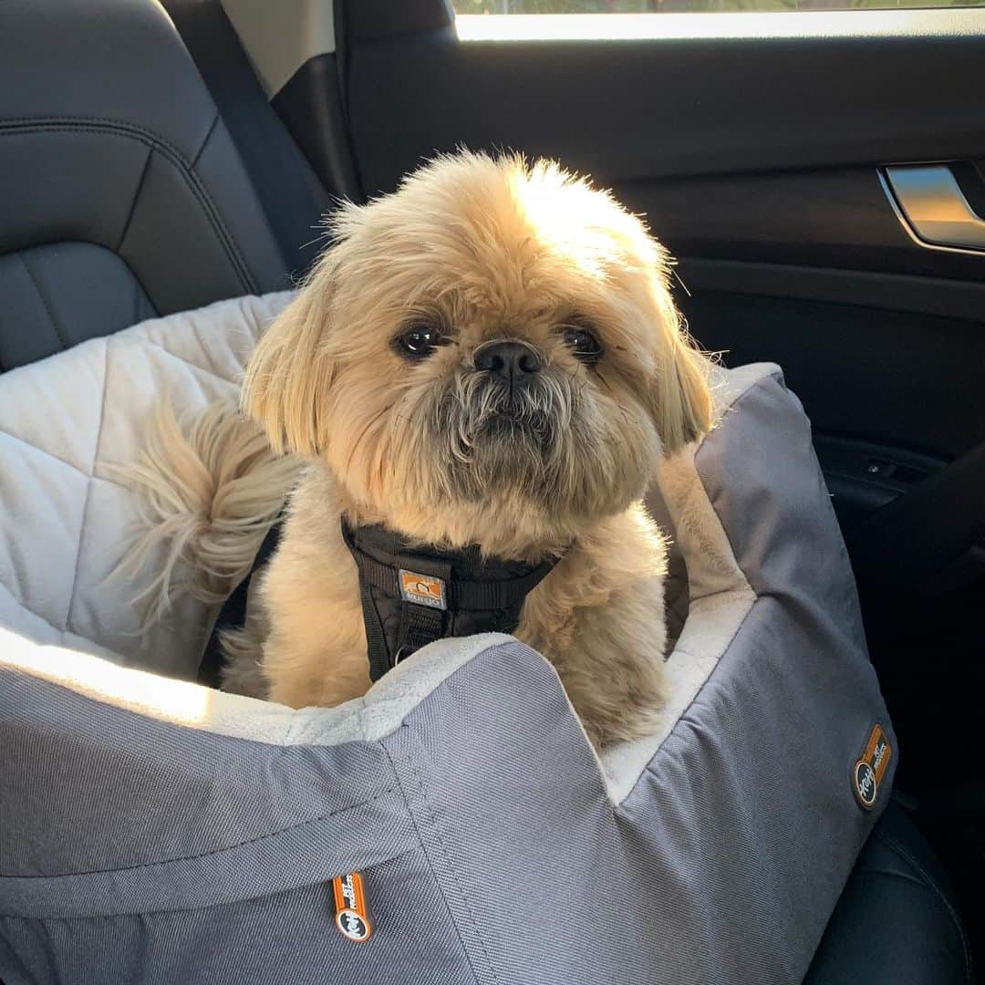 Dougie the Shih Tzuさんのインスタグラム写真 - (Dougie the Shih TzuInstagram)「Off to see the wizard! #spaday」2月23日 3時09分 - dailydougie