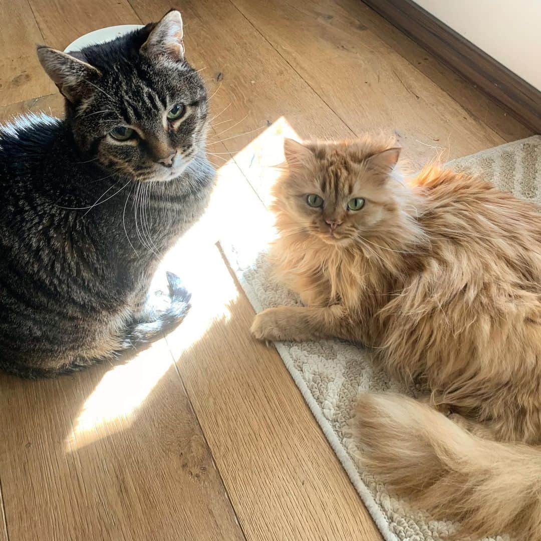のインスタグラム：「Sharing that tiny strip of sun.」