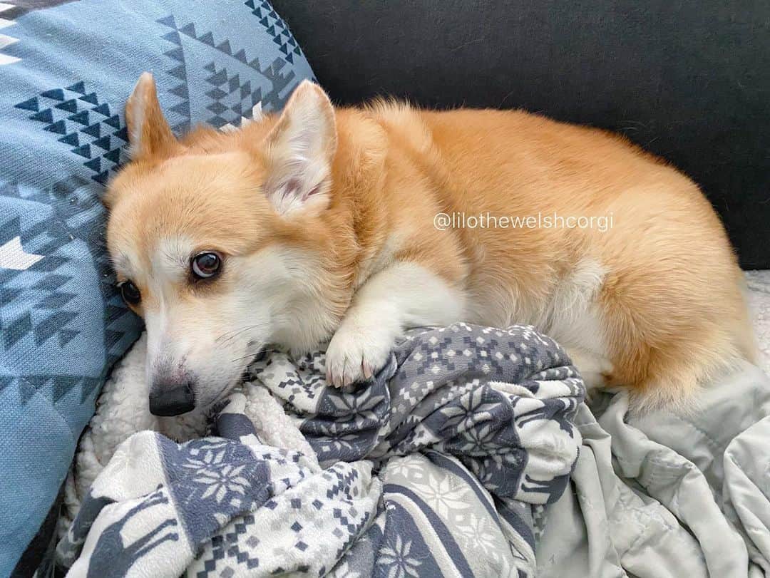 Liloさんのインスタグラム写真 - (LiloInstagram)「What do you mean I can’t stay inside all day woof? It’s the weekend... #thestruggleisreal」2月23日 4時33分 - lilothewelshcorgi