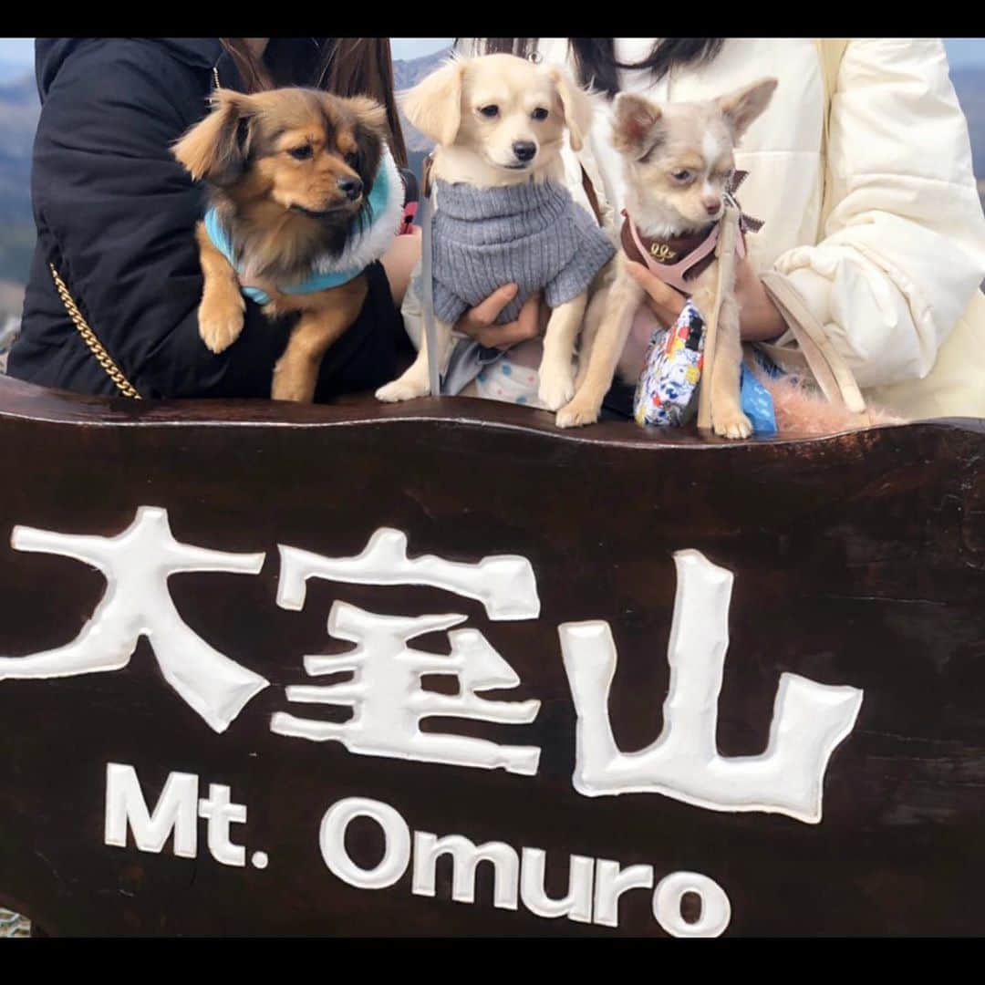ゆがつくひとのインスタグラム：「. 伊豆高原旅行2日目🗻💞 . 2日目はまず大室山に行ったよ🗻 1周したんだけど、めちゃ景色いいし 空気おいしかったけど私疲れすぎた🤦‍♂️ . 高い場所が大好きなまろは リフト乗ってる間ずっと景色楽しんでたよ🥰 . その後はシャボテン公園に🌵🌵 ▷▶︎▷ 初めてみる動物達にまろは 興味津々でした🐩🍼💞 . 個人的ベストショットは最後から 2番目の全く同じ顔してるふたり。😉 . まだまだ続きます▷▶︎▷▶︎💘💘 . 大室山からシャボテン公園に向かう途中に カートおしずらいなあと思いながら頑張ってたら 振り返ったゆりぴに｢まって！！車輪1個ないよ！😳｣ て叫ばれて車輪が大室山のカート置き場に挟まってた事件⚠️ これ1番旅行中笑った、、、今も書きながら笑ってる . #伊豆高原 #旅行 #2泊3日 #女子旅  #女子会 #わんことお出かけ  #わんこのいる生活 #わんこと旅行  #わんこなしでは生きていけません会  #わんこ部 #わんこのいる暮らし  #いぬすたぐらむ #大室山 #シャボテン公園  #初めての経験 #いぬバカ部」
