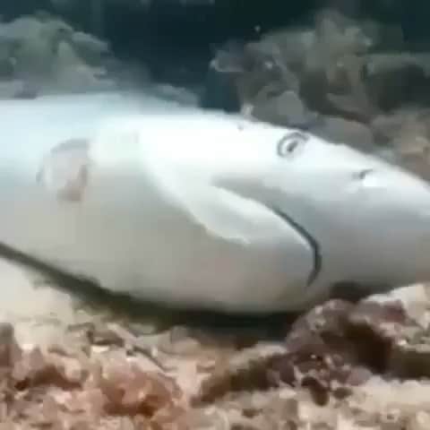 WildLifeのインスタグラム：「This is called Finning. They have chopped all its fins and left it to die! All this for a boul of soup. Click the link in @jalilnajafov’s bio to BAN THE TRADE OF SHARK FINS IN THE U.S. video by unknown」