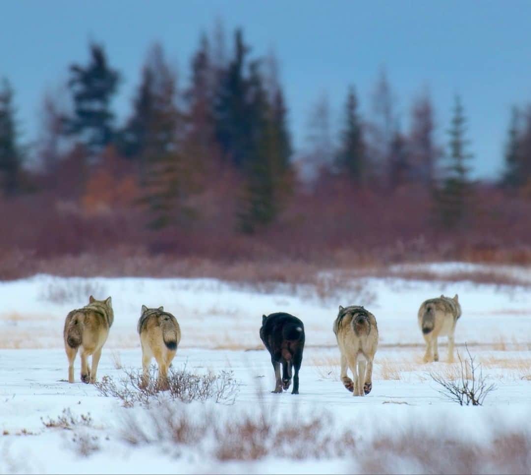 National Geographic Travelさんのインスタグラム写真 - (National Geographic TravelInstagram)「Photo by @bertiegregory | A pack of gray wolves heads off across the frozen flats of the Hudson Bay coast, Canada. These particular wolves take on polar bears. They’re the only pack in the world known to do this. This pack was bold, but despite surrounding us just a few feet away, we felt zero aggressiveness, just curiosity. After briefly checking us out, they went on about their day. #animals #wolves #wolf #snow」2月23日 6時06分 - natgeotravel