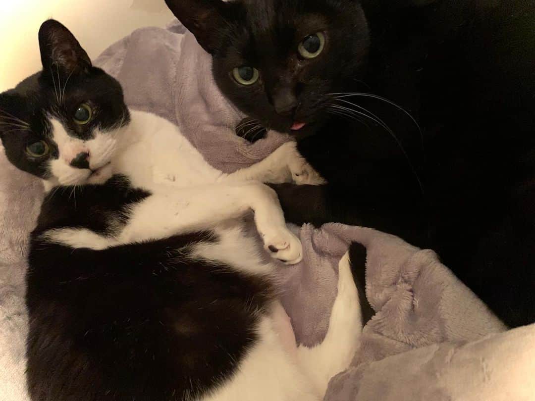 佐山愛のインスタグラム：「❤︎ ・ ニャンニャンニャンの日に出遅れた うちの猫様たちです🐱 ・ ミシェルがカメラ嫌いなので まず写真撮ること自体かなり難しいのですが、 まさかちょびベロ時を激写できるとは😍」