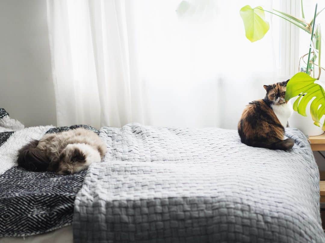 清水桜子さんのインスタグラム写真 - (清水桜子Instagram)「猫の日だった猫たち。 春が来たねぇ。」2月23日 7時28分 - sakuracos