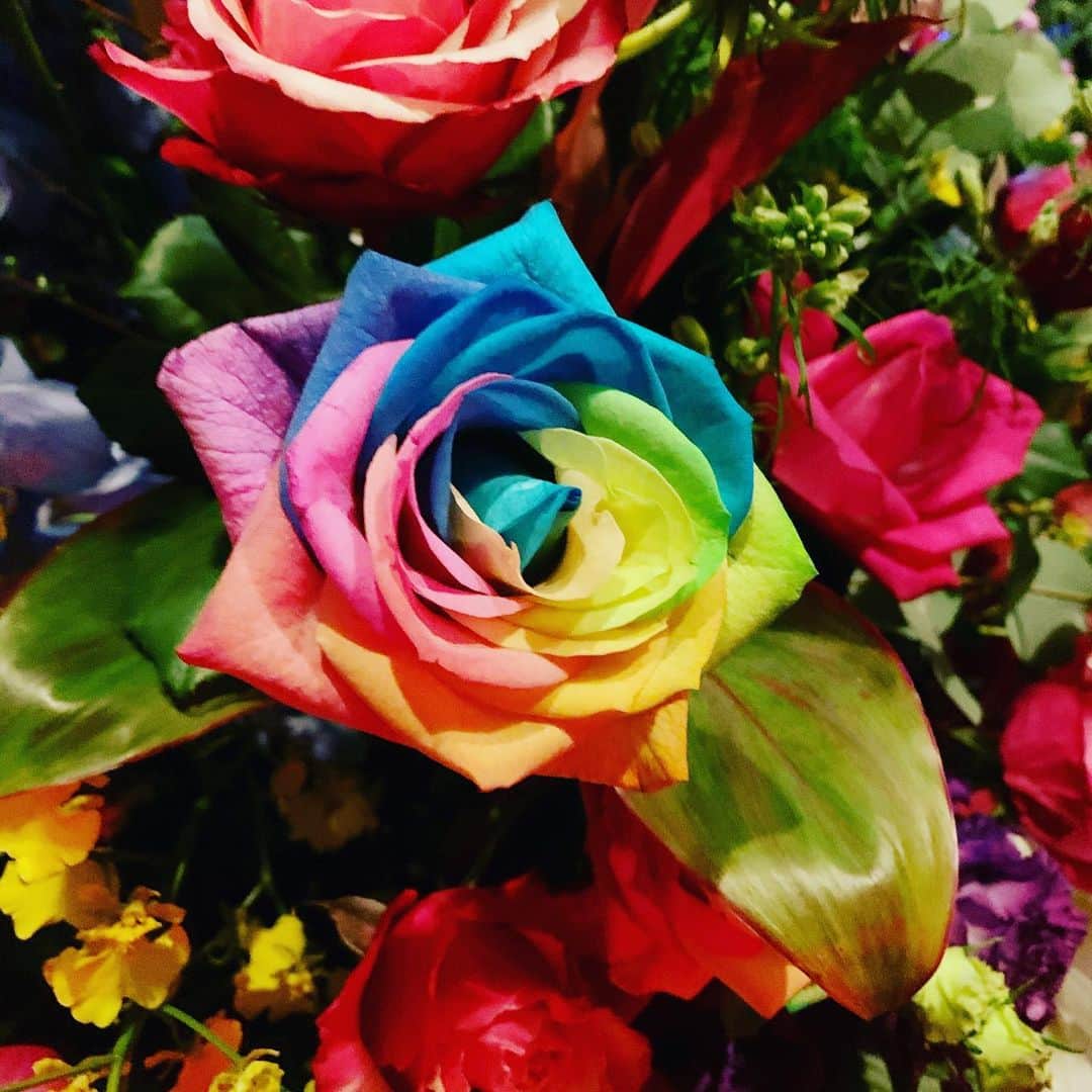のインスタグラム：「#虹色のばら #薔薇 #レインボーローズ」