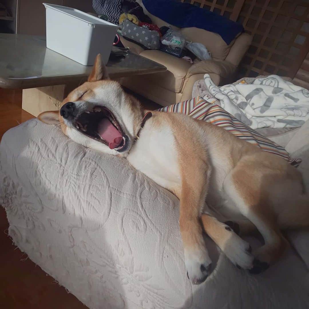 山越享太郎さんのインスタグラム写真 - (山越享太郎Instagram)「おはようー  仕事頑張ってねー 寝て待ってるねー  って言われてるかのようなくつろぎ。  可愛ええ👨‍❤️‍💋‍👨 犬飼うっていいなー🐶  みなさんもぜひ！ #柴犬 #犬のいる生活 #SHIBA #shiba」2月23日 8時27分 - shiba_ko.me