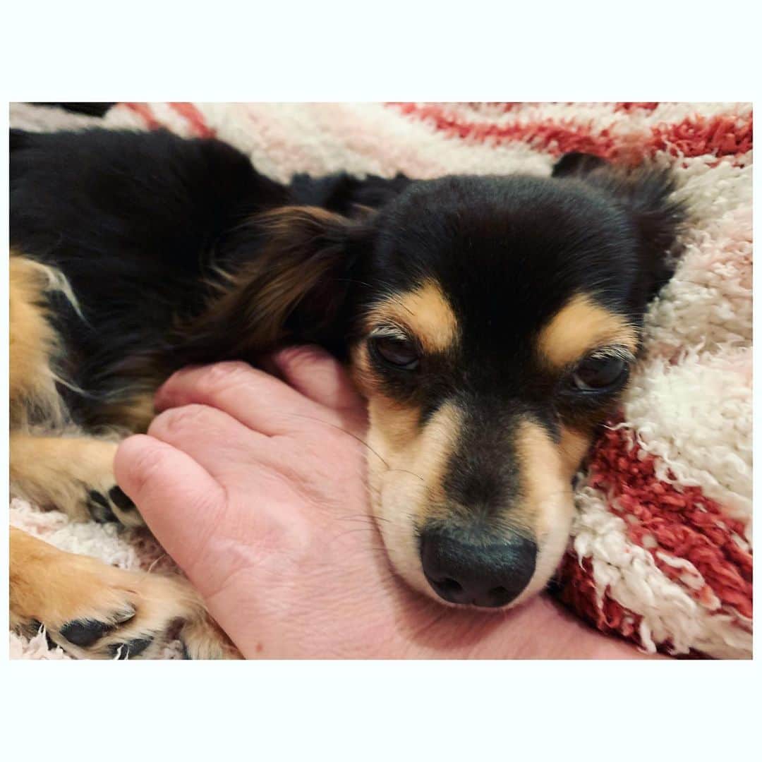 小柳ゆきのインスタグラム：「ブサカワ　in バーバー's arms😌 . . #牛若丸 #チワックス #癒し #アルバム製作で頭フル回転です #お楽しみに」