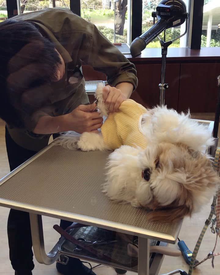 水嶋はちのインスタグラム：「Please don’t touch my nails, I just got them done.🐶🤗🤗 * * ネイルお手入れ中のボクです💅🏻✨ * * どんなときも 美しく格好良くありたいよりも 常識があり正しくありたいよりも 楽しいが最優先のボクです🐶 * * #小川さんとの楽しい時間 #はち #HACHI #シーズー大好き部」