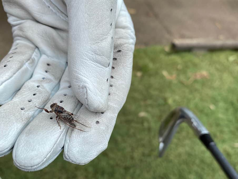 スタイヤーノ梨々菜さんのインスタグラム写真 - (スタイヤーノ梨々菜Instagram)「今日はブルックウォーター⛳️🏌️‍♀️ 山本道場とは最後のラウンド！ 狭めのコースだけど、シンプルに自分のミスで75打った🤣 でも、良いコース！楽しかった😆👍 ガオレンジャー世代と、ハリケンジャー世代🙋‍♀️ いっちゃんはウルトラマンコスモスらしい！ 私は百獣戦隊ガオレンジャー🦁牙吠 #brookwatergolfclub #golf #australia #山本道場 #百獣戦隊ガオレンジャー #ハリケンジャー #ウルトラマンコスモス #ガオレンジャー #吼えろ #牙吠 #蟬 #小さいセミ」2月23日 18時32分 - ririna9911