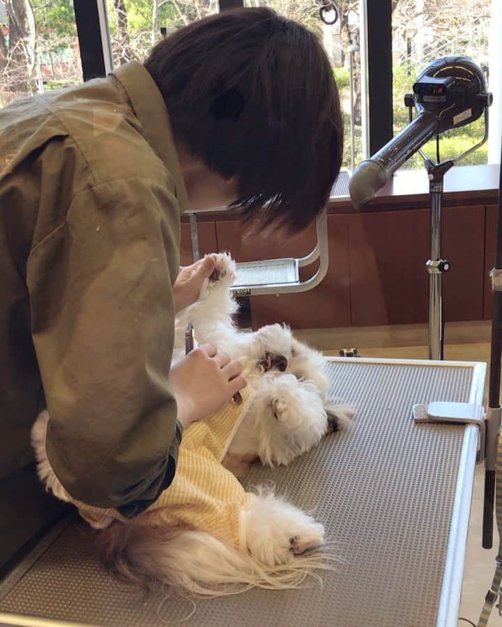 水嶋はちのインスタグラム：「part Ⅱ🐶💅🏻💅🏻 * * 第二部をご覧ください。。 😆🐶 * * #はち #HACHI #シーズー大好き部」
