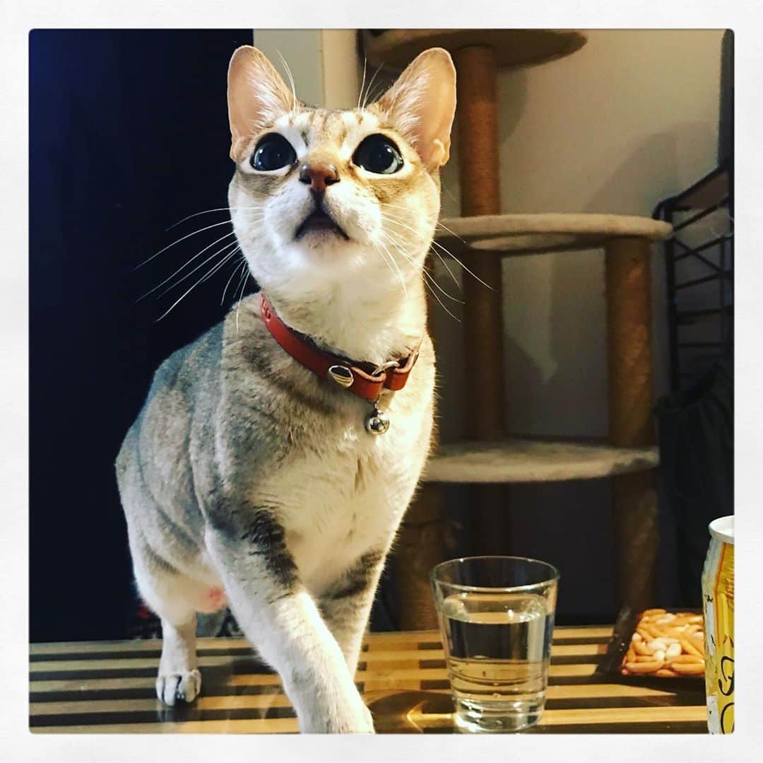 古谷恵さんのインスタグラム写真 - (古谷恵Instagram)「(テーブルの上で)キャットウォーク #cat#猫#singapuracat#シンガプーラ#大豆#お腹には舐めハゲ」2月23日 18時55分 - megumifuruya
