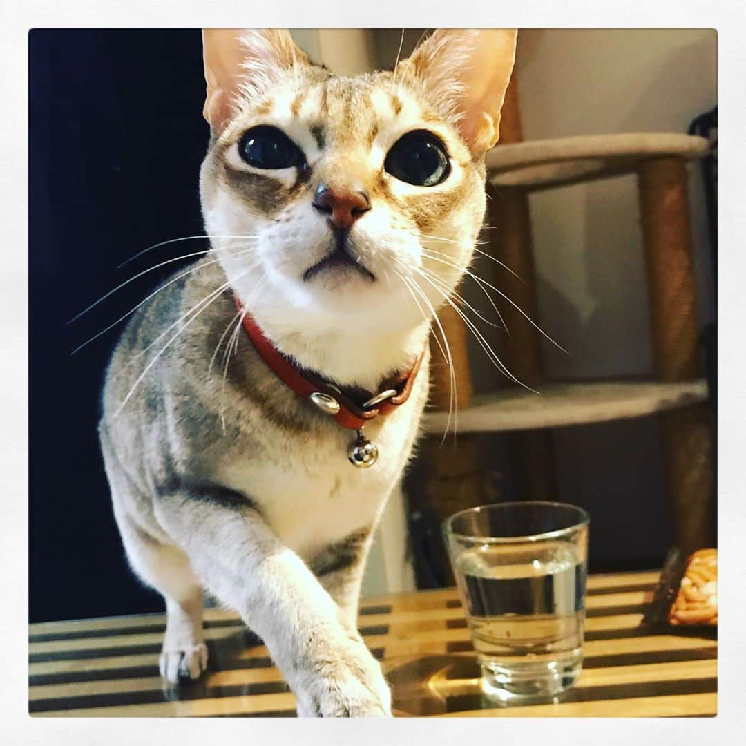 古谷恵さんのインスタグラム写真 - (古谷恵Instagram)「(テーブルの上で)キャットウォーク #cat#猫#singapuracat#シンガプーラ#大豆#お腹には舐めハゲ」2月23日 18時55分 - megumifuruya