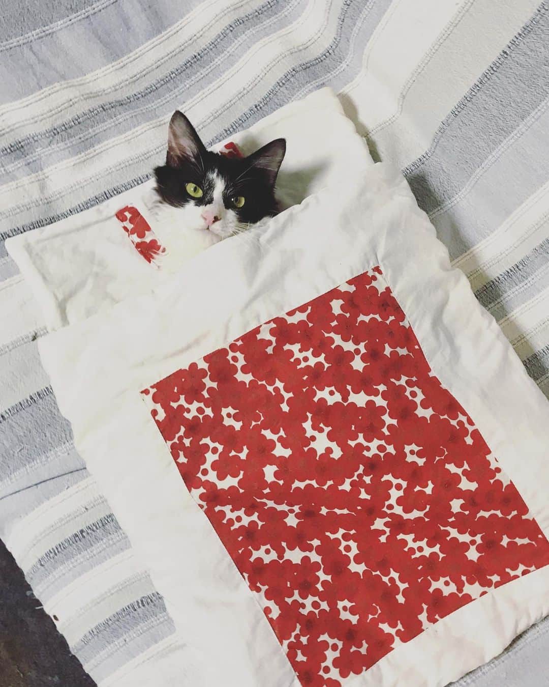 もじゃころのインスタグラム：「そういえば坂東はワンちゃん🐶だから、今しか猫用のお布団使えない！と思ってあわててお布団出しましたw  まだなんとかお布団に入れた🥺🥺🥺よかった😂  ちなみに5,6枚目はにんにとおにぎりがちょうど今の坂東と同じ生後半年くらいだった頃のお布団写真☺️坂東にはないアイドル味がある…  橋本環ニャと菅田ニャサキは幼少時代からかわいさ爆発してたけど、ボーダーコリ男はボーダーコリ男のかわいさがある…！！ある！！ #坂東玉隠しシャシャ丸  #猫布団  #フェリシモ猫部  #goodnight」