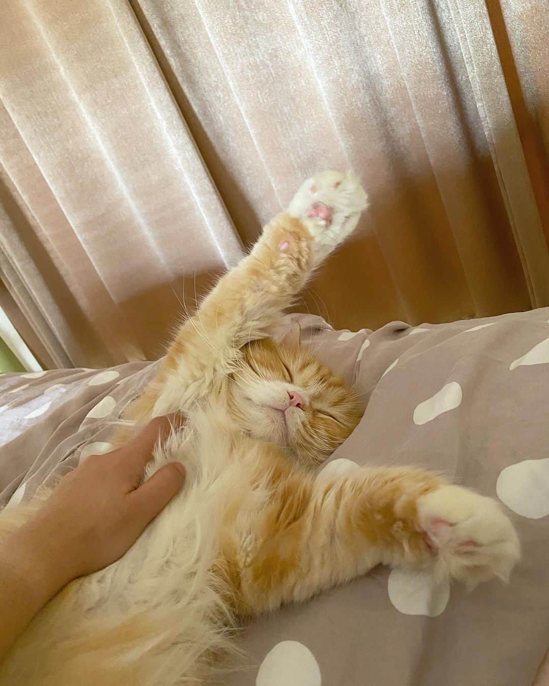 Haruのインスタグラム：「Sunday vibes 😴」