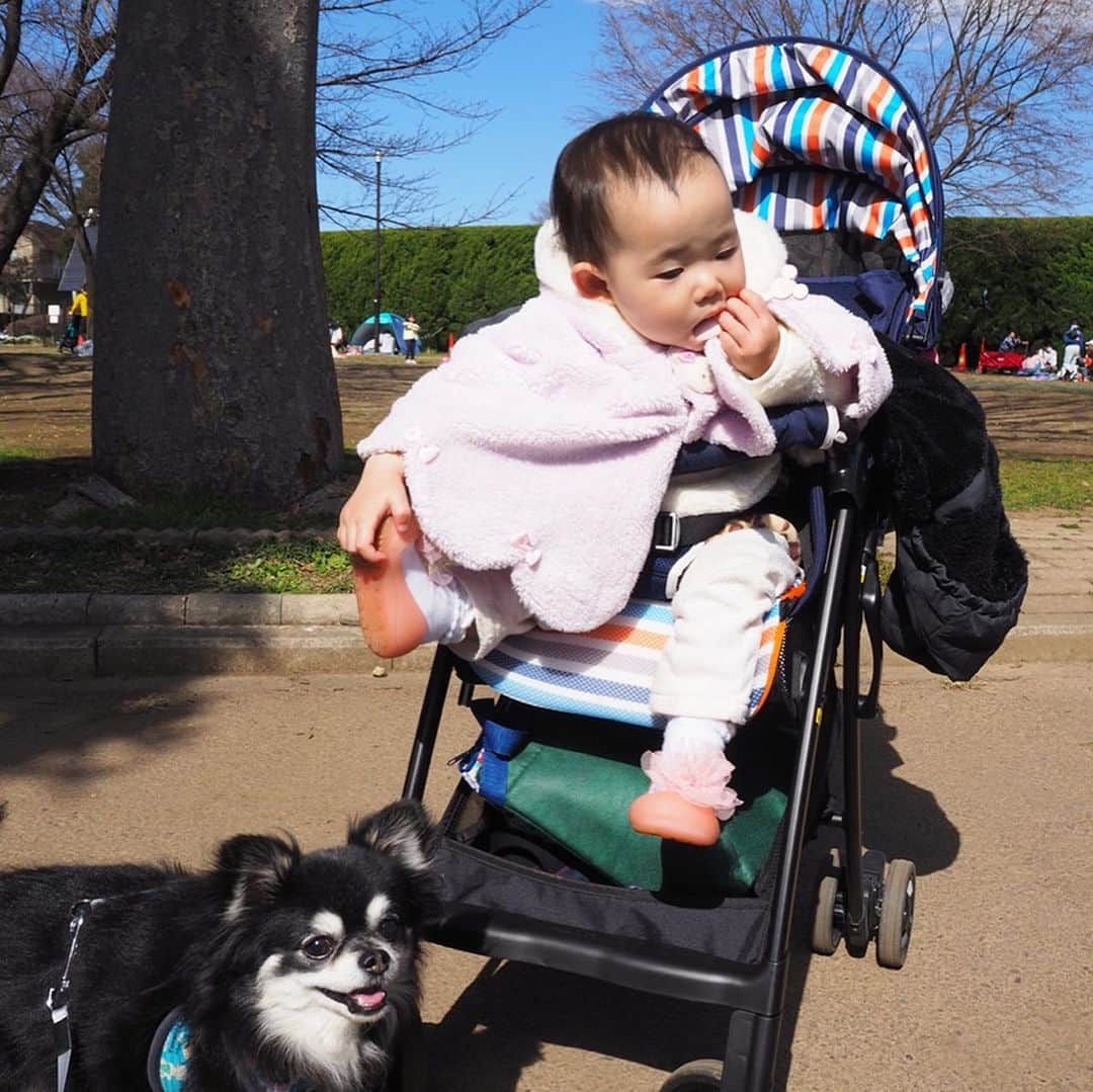 花蝶しほさんのインスタグラム写真 - (花蝶しほInstagram)「#お弁当 #食べてから #動物園にも #行きました #ペンギンは #好きそうだったけど #結果 #とのの事が #1番 #好きそうだったw #木の #トンネルも #楽しかったよ」2月23日 19時18分 - s1h0i1h2o