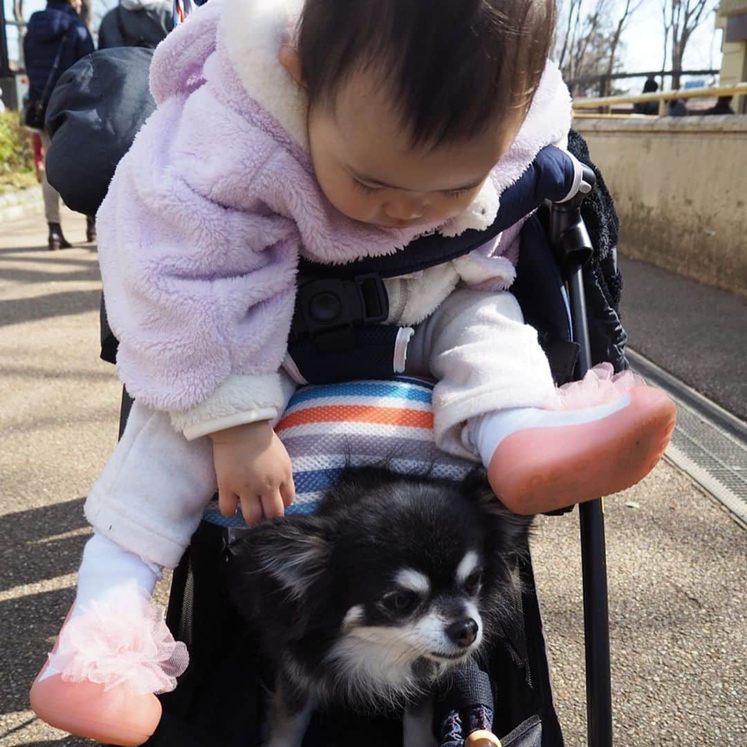 花蝶しほさんのインスタグラム写真 - (花蝶しほInstagram)「#お弁当 #食べてから #動物園にも #行きました #ペンギンは #好きそうだったけど #結果 #とのの事が #1番 #好きそうだったw #木の #トンネルも #楽しかったよ」2月23日 19時18分 - s1h0i1h2o