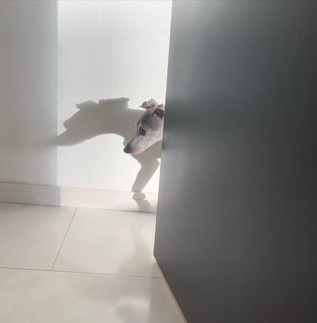 志村玲那さんのインスタグラム写真 - (志村玲那Instagram)「#ちょっとづつ近づいてくる #影でどこにいるかわかっちゃう #イタグレ #ＩＧ #italiangreyhound  #愛犬 #cute ＃癒し」2月23日 10時17分 - rena_shimura