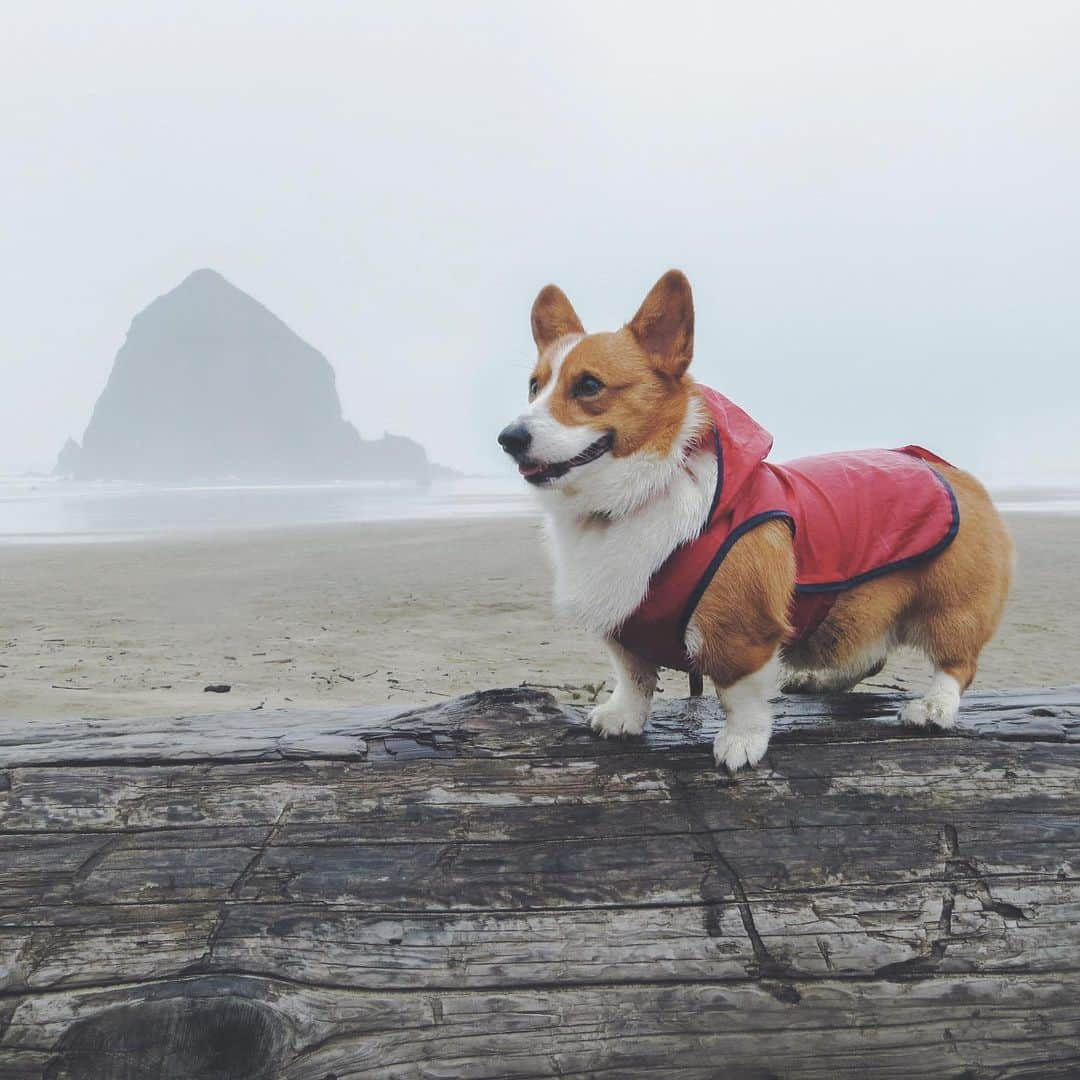 Loki the Corgiさんのインスタグラム写真 - (Loki the CorgiInstagram)「We went on a road trip with Bear and Momo this past week and visited the Oregon Coast! It was one of our favorite places to go with Loki back in the day, so it was really nice to let Bear and Momo play where their older brother used to play. Although Loki wasn’t there with us physically, he was there with us in spirit ♥」2月23日 10時20分 - lokistagram