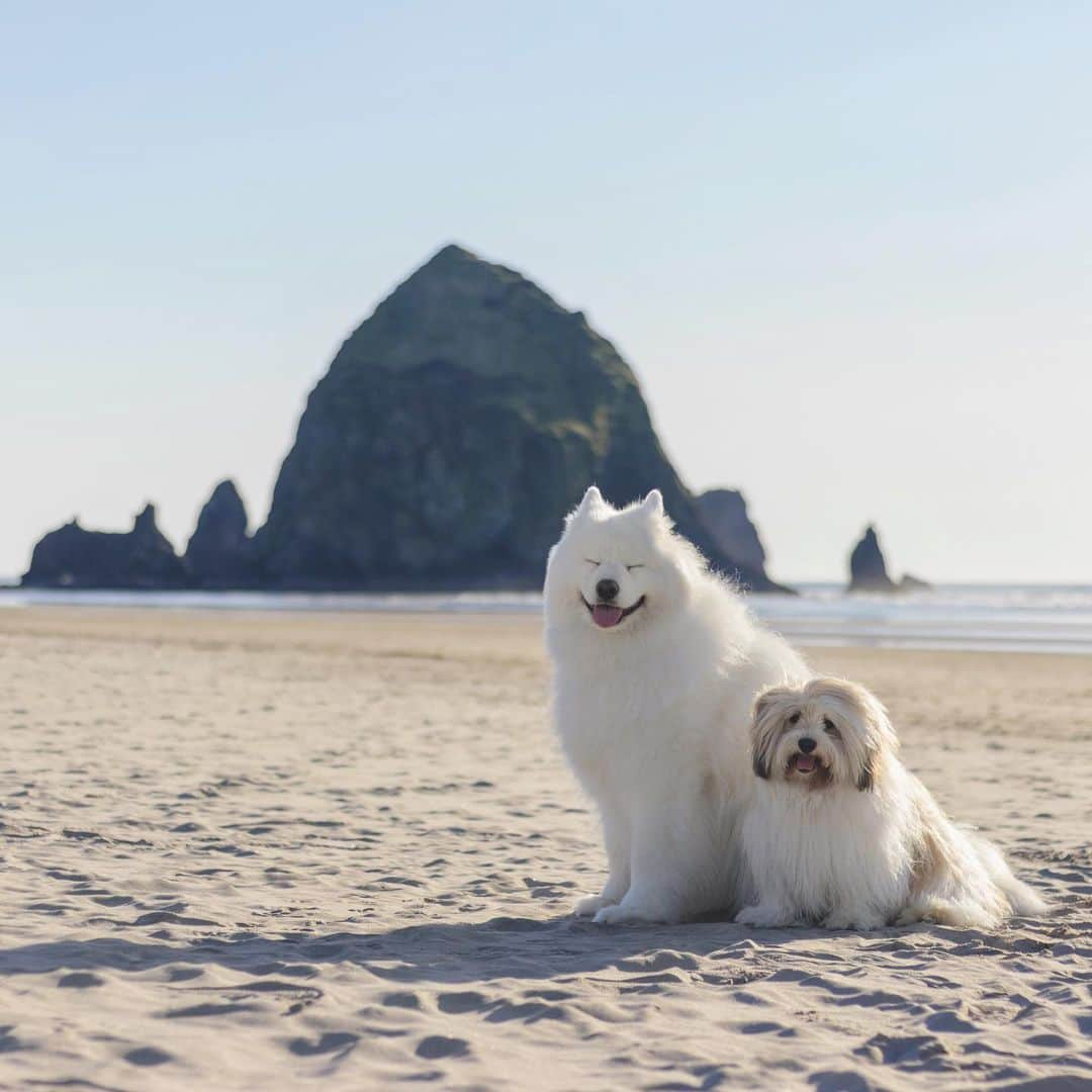 Loki the Corgiさんのインスタグラム写真 - (Loki the CorgiInstagram)「We went on a road trip with Bear and Momo this past week and visited the Oregon Coast! It was one of our favorite places to go with Loki back in the day, so it was really nice to let Bear and Momo play where their older brother used to play. Although Loki wasn’t there with us physically, he was there with us in spirit ♥」2月23日 10時20分 - lokistagram