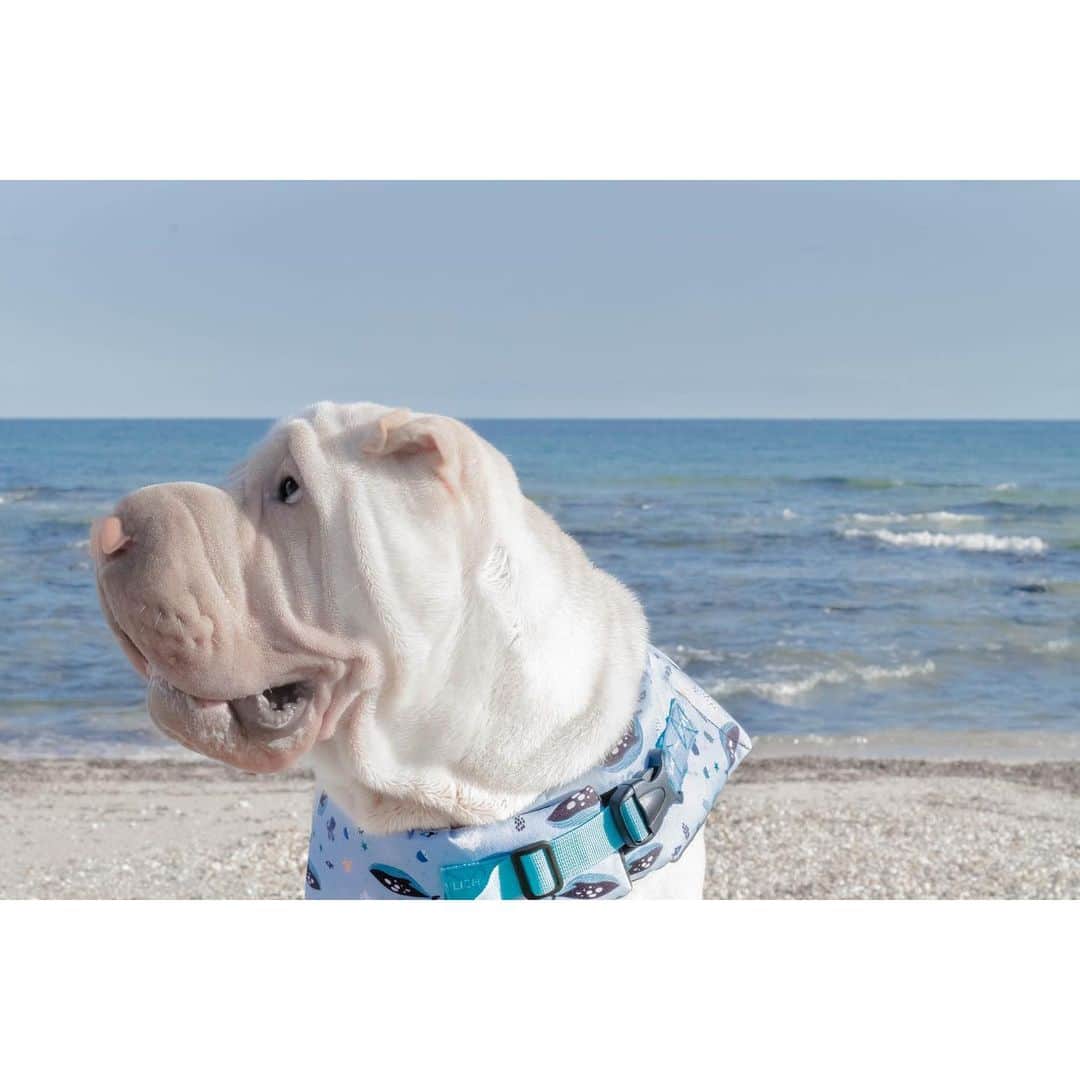 annie&pADdinGtoNさんのインスタグラム写真 - (annie&pADdinGtoNInstagram)「Lamby went to the beach 🌊 #sharkpei #lambington #sharpei #sharpeisofinstagram #wrinkles #love #dog #dogs #doggo #barked #dogsatthebeach #tasmania #summer #swimjacket #stylishhound #ilovemydog #doglife #dogoftheday #weeklyfluff #instagood #iloveyoutothemoonandback we tested out the new swim jacket from @stylish.hound this weekend and loved it! I found Lambington wasn’t getting as tired and could play out in the sea longer with me. His head was very supported preventing waves from dunking him under water. Very impressed!」2月23日 10時39分 - anniepaddington