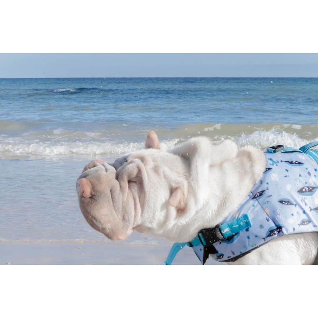 annie&pADdinGtoNさんのインスタグラム写真 - (annie&pADdinGtoNInstagram)「Lamby went to the beach 🌊 #sharkpei #lambington #sharpei #sharpeisofinstagram #wrinkles #love #dog #dogs #doggo #barked #dogsatthebeach #tasmania #summer #swimjacket #stylishhound #ilovemydog #doglife #dogoftheday #weeklyfluff #instagood #iloveyoutothemoonandback we tested out the new swim jacket from @stylish.hound this weekend and loved it! I found Lambington wasn’t getting as tired and could play out in the sea longer with me. His head was very supported preventing waves from dunking him under water. Very impressed!」2月23日 10時39分 - anniepaddington