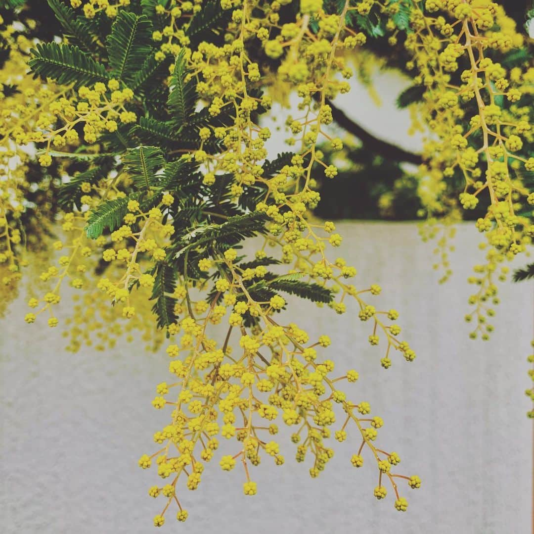 Chageさんのインスタグラム写真 - (ChageInstagram)「「mimosa」  #chagekimi  #最近どう?  #mimosa  #クリ部  #heychappy」2月23日 11時47分 - chageshu06