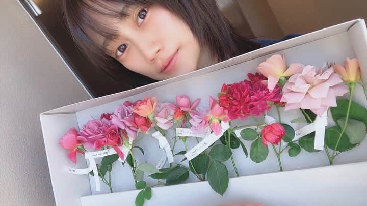 山内優花のインスタグラム：「昨日、何も頼んでないのに、﻿ 宅急便のお届けメールが来て、﻿ 内容を読んでみると﻿ 差出人は　@maho_imoto 😢﻿ ﻿ そしてお家に届いたのはこんなに﻿ 素敵なお花。﻿ 舞台「のど自慢」で共演していた時は﻿ テンションも高くて、いっつもケラケラ笑ってて、﻿ 2人でふざけ倒したりして、﻿ 元気をくれる存在だったけど、﻿ ﻿ そこから繋がりが続いて、﻿ 今は、いつもまほの優しさに﻿ 包み込まれているような感じが﻿ しています。﻿ ﻿ この薔薇、和薔薇と言ってね、﻿ ほんとにそこに命があるのを強く﻿ 感じるし、﻿ この薔薇たちの持つ﻿ 華やかさと美しさと可愛さと優しさが﻿ まるでまほのようで、﻿ お家にいつもまほがいるみたいに感じます♡﻿ ﻿ 私は、26歳　"調和"というのも﻿ テーマにしたい1つで、﻿ 価値観とか考え方とか性格とか、﻿ みんなバラバラだけど、﻿ それを否定しないで、全部とにかく﻿ 受け入れたい。﻿ 受け入れて、肯定することは、必ず﻿ 調和に繋がる一歩だと思うから。﻿ そんな気持ちを尊重してくれる﻿ お花たち。﻿ まほ、ありがとう。」