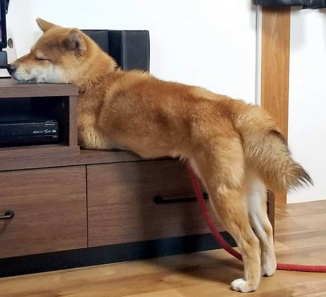 柴犬たま Shibainu Tamaさんのインスタグラム写真 - (柴犬たま Shibainu TamaInstagram)「Furboの出待ち💨💨 途中で眠くなるおばあちゃん(笑) * Caption trans🇬🇧 Tama is waiting for a snack💨💨 But she became tired of waiting and fell asleep(lol) * #柴犬たま #たママ #たまーば #Furbo大好き #Furboの番人 #出待ち #全力待機 #食いしん坊たま #あご乗せ #しっぽモフモフ #たぬきのしっぽ #ツートンカラー #プリケツ #うとうと #睡魔との戦い #柴犬 #shiba #shibainu #shibastagram #犬 #dog」2月23日 12時46分 - tama7653