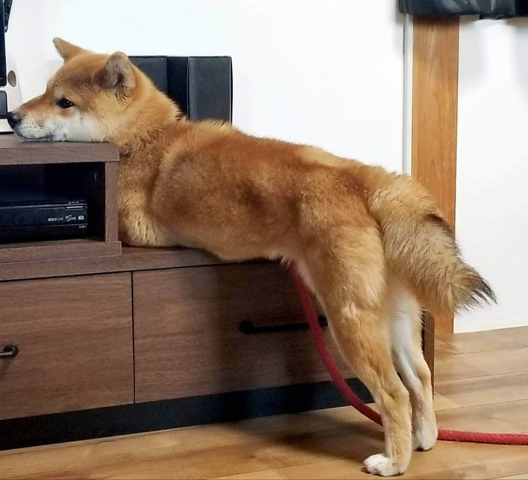 柴犬たま Shibainu Tamaのインスタグラム