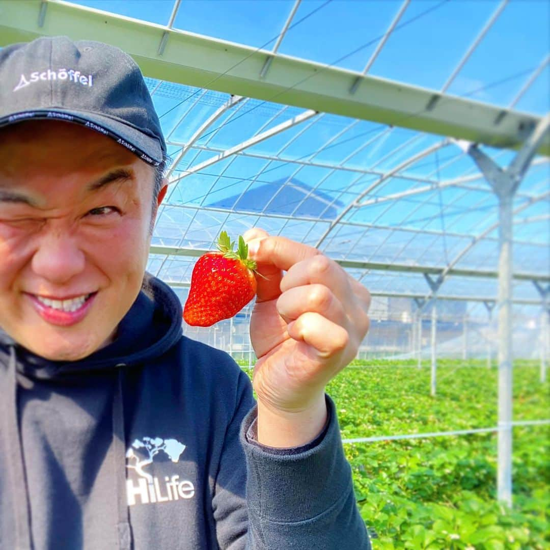 中倉隆道さんのインスタグラム写真 - (中倉隆道Instagram)「. 顔くらい大きな苺🍓 . って大げさに言いたかったけど 顔がデカくて小ぶりな苺に見える件😭 . . いちご狩り🍓 歳の数だけ頂きました♬😋🙏 . . 南房総のいちご狩り最高！！ . . #いちご狩り #いちご #苺 #南房総 #schoffel #ショッフェル #hilife #フリーアナウンサー #柿ピー研究家 #中倉隆道」2月23日 13時10分 - ryudo.tokyo