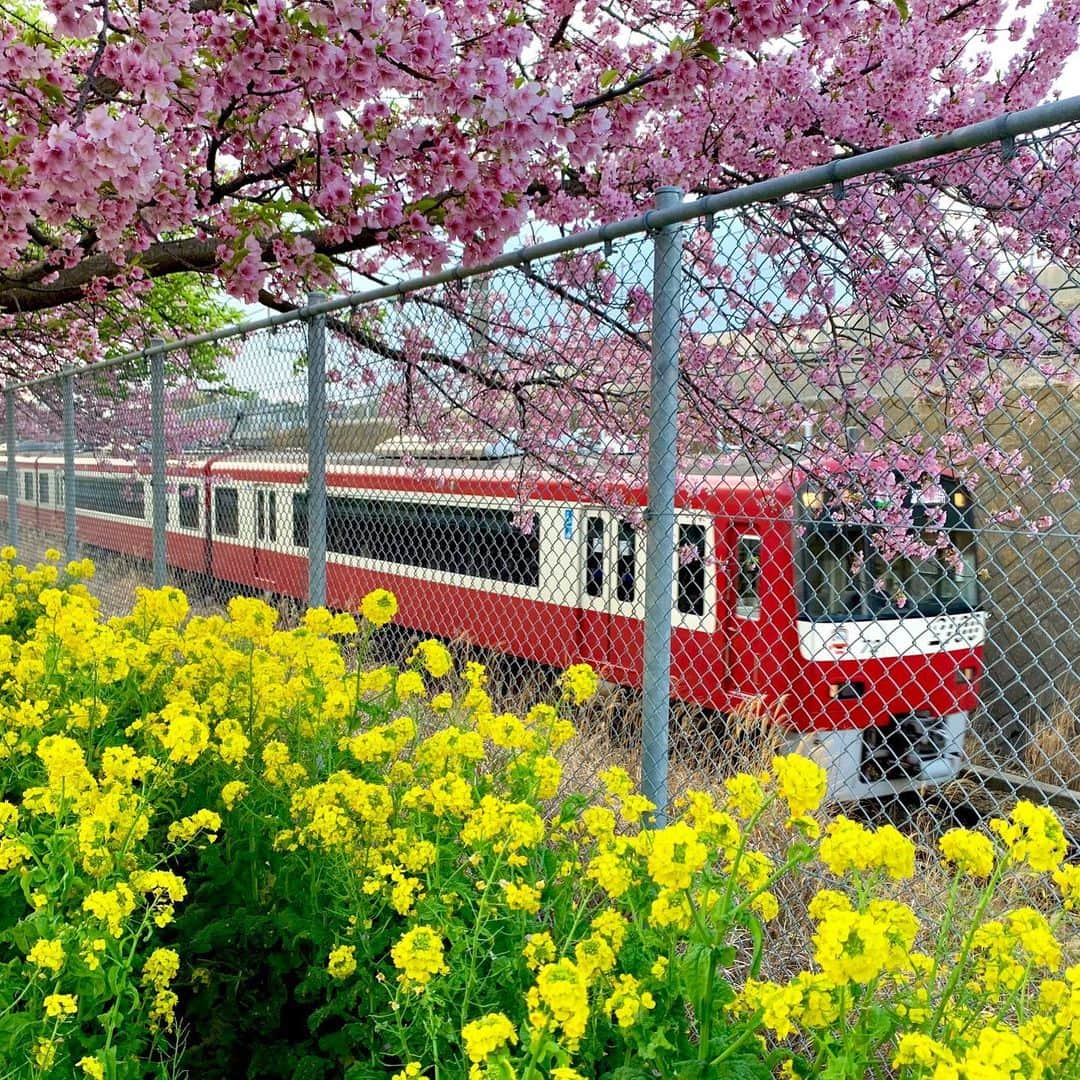 椿隆之さんのインスタグラム写真 - (椿隆之Instagram)「The train is cool  #電車  #train  #spring  #鉄道写真  #鉄道  #japan_of_insta  #撮影者　#brother  #青 #blue」2月23日 13時17分 - kibatsu3