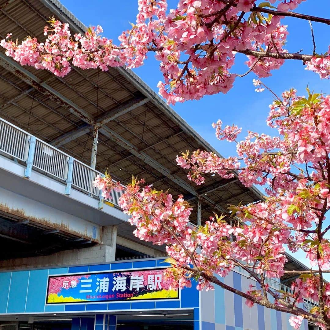 椿隆之さんのインスタグラム写真 - (椿隆之Instagram)「The train is cool  #電車  #train  #spring  #鉄道写真  #鉄道  #japan_of_insta  #撮影者　#brother  #青 #blue」2月23日 13時17分 - kibatsu3