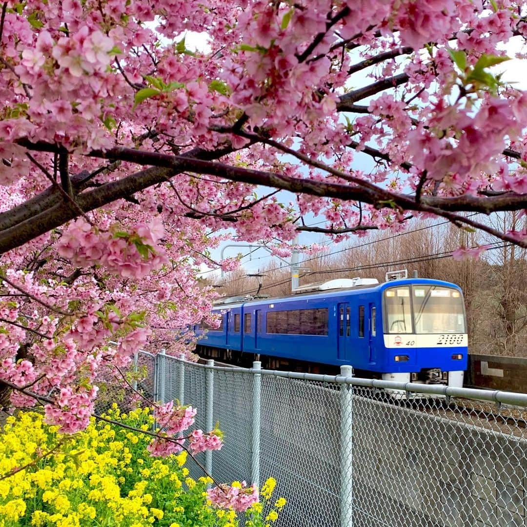 椿隆之のインスタグラム：「The train is cool  #電車  #train  #spring  #鉄道写真  #鉄道  #japan_of_insta  #撮影者　#brother  #青 #blue」