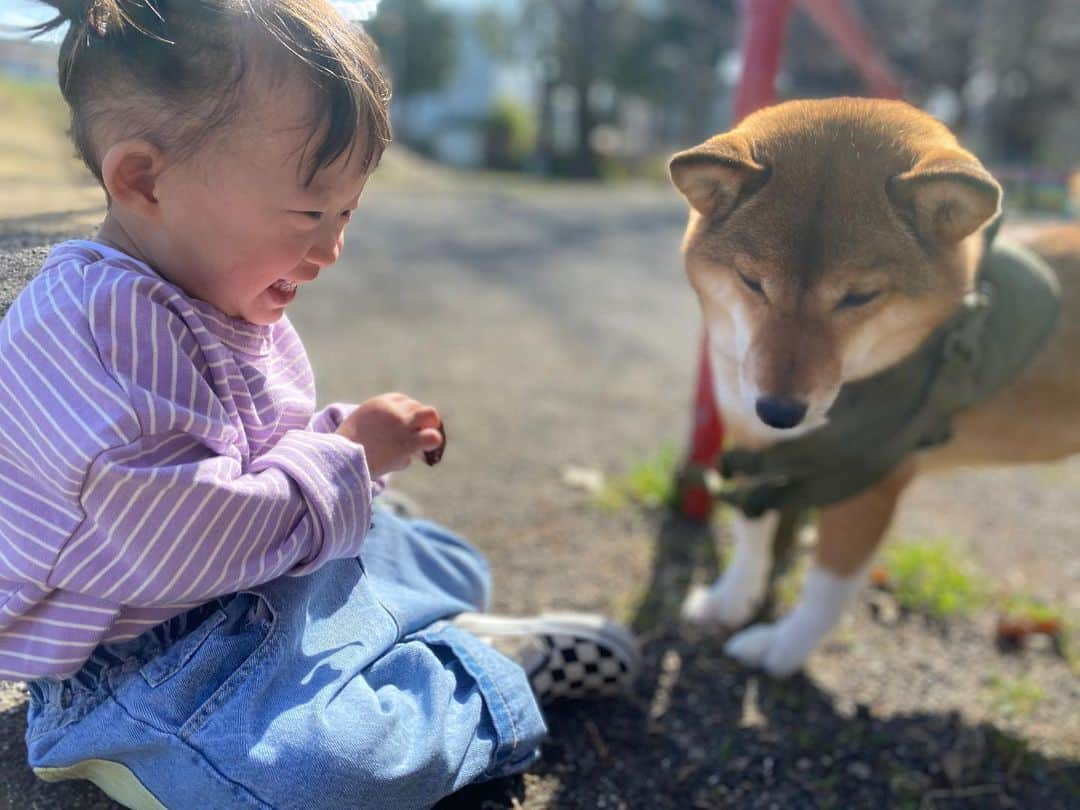 尾形貴弘さんのインスタグラム写真 - (尾形貴弘Instagram)「今日はずっと仲良しだな！！！ #柴犬大好き #柴犬マニア  #愛犬  #赤柴 #しばけん  #しばちゃん  #しばいぬ大好き  #shibainu  #shiba_snap  #犬ばか部  #いぬばか部 #ミク #三九 #39 #パンサー尾形 #赤ちゃん #赤ちゃんのいる暮らし #赤ちゃんと犬 #1歳11ヶ月 #ミクサクタカヒロ #サンキュー #ママリ #ベビフル」2月23日 13時43分 - miku3_miku_9