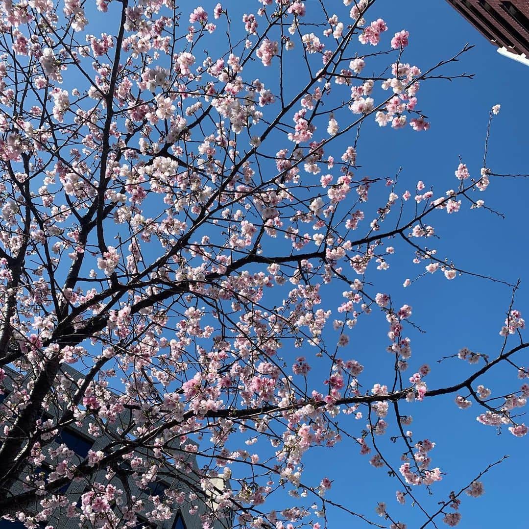 護あさなさんのインスタグラム写真 - (護あさなInstagram)「桜咲いてるの！？😲🌸（コメントにあったけど梅かも😂笑　けどほんと暖かくていい日だね） . お仕事前に入ったカフェのソイラテがハート模様でした♥️♥️ . ２つ幸せな発見があって嬉しい一日だな😊」2月23日 14時01分 - mamoruasana0504