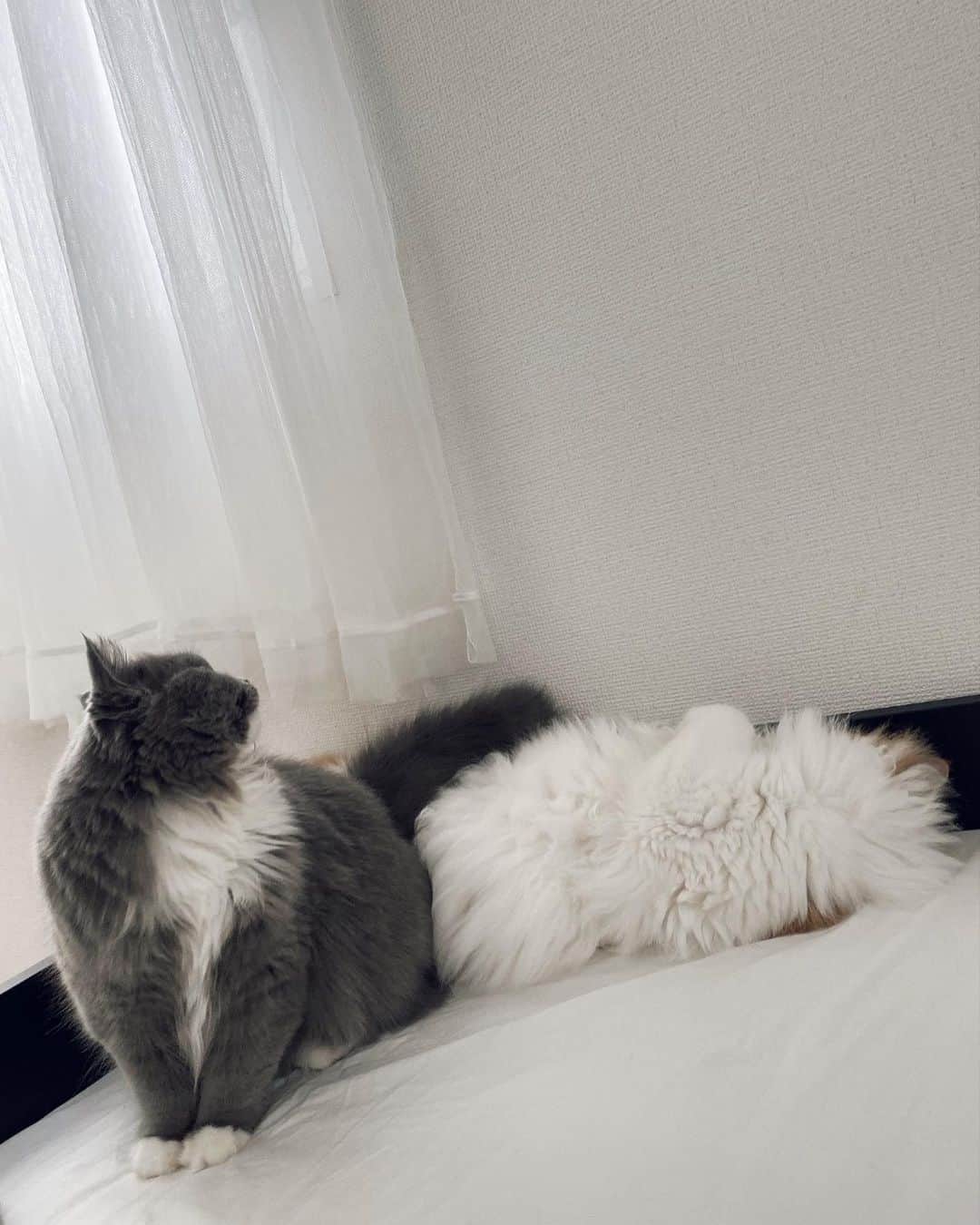 古川貴絵さんのインスタグラム写真 - (古川貴絵Instagram)「昨日は猫の日だったね❤︎ 最近は一緒にお風呂に入ってるんだ〜！！ 半身浴も苦じゃない🤭 #猫の日 #猫 #cat #nyan #pet」2月23日 19時33分 - _kiegram